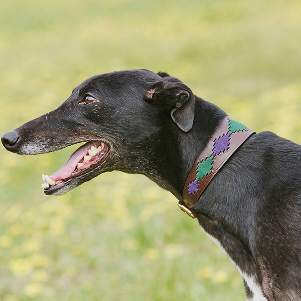 Lurcher Polo Leather Dog Collar