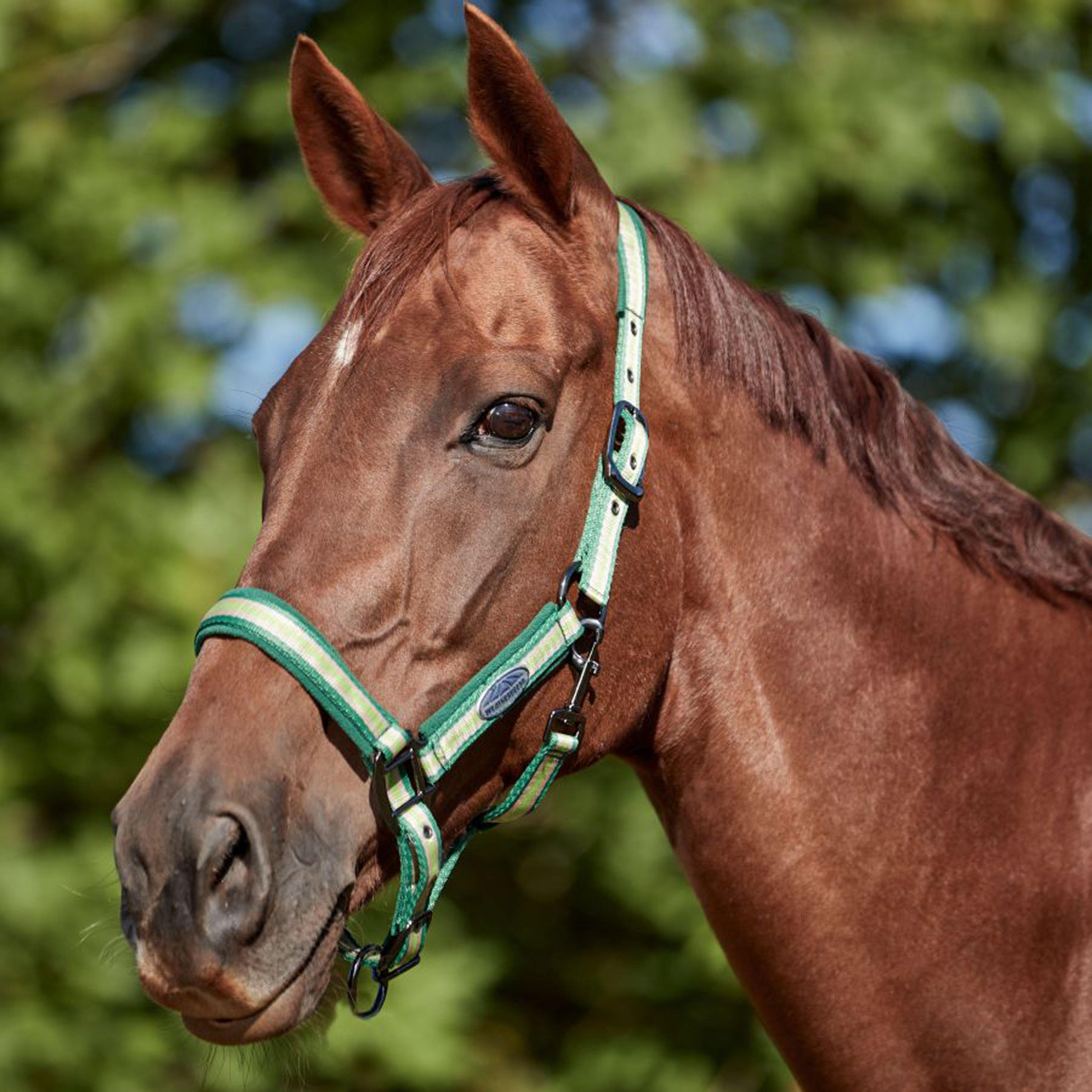 Coordinate Headcollar