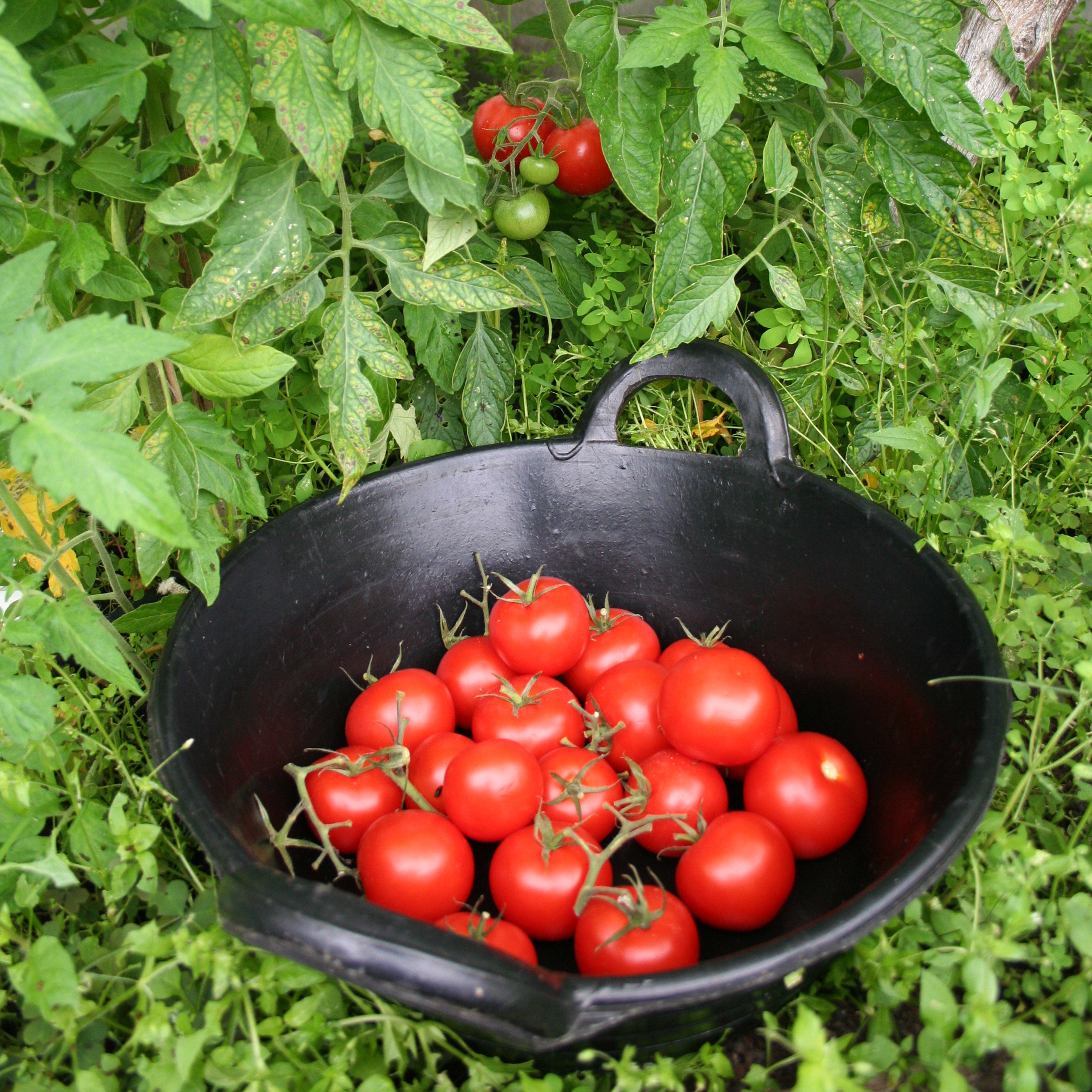 Tyre Rubber Feed Skips