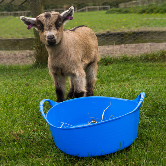 Flexible Shallow Tub (Small)