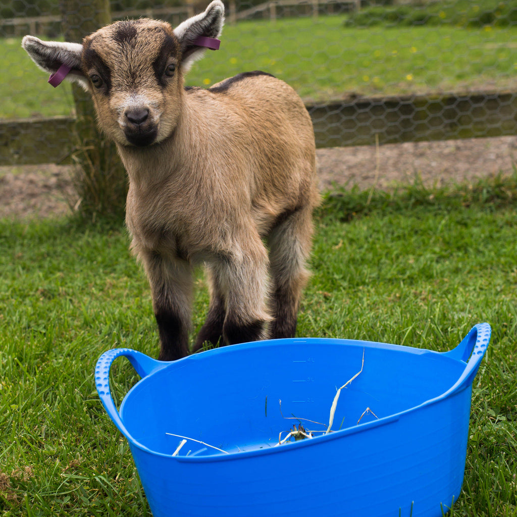 Flexible Shallow Tub (Mini)