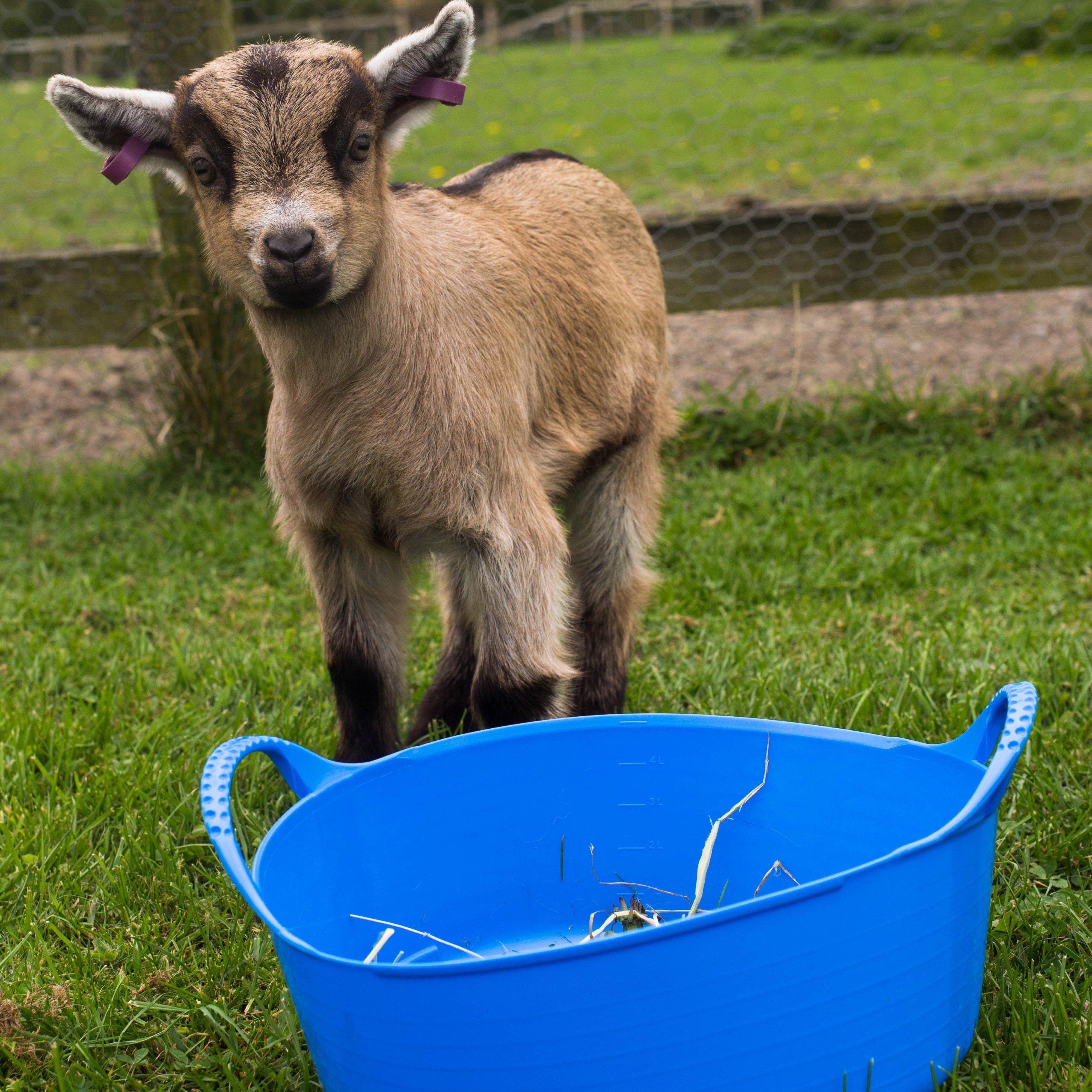 Flexible Shallow Tub (Mini)