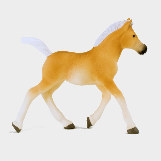 Haflinger Foal