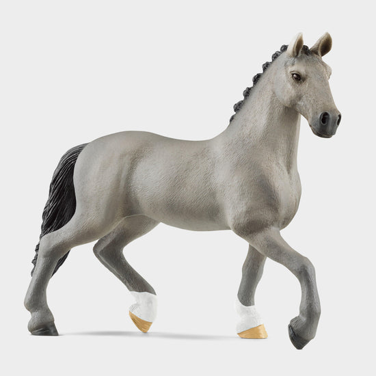 Selle Français Stallion