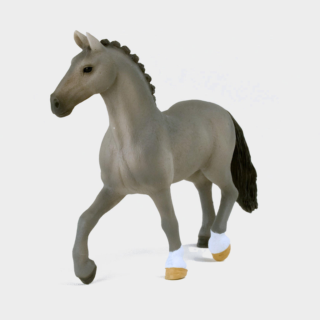 Selle Français Stallion