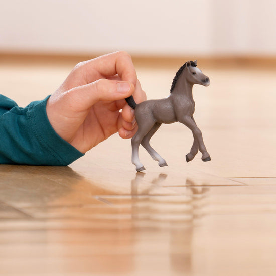 Selle Français Foal