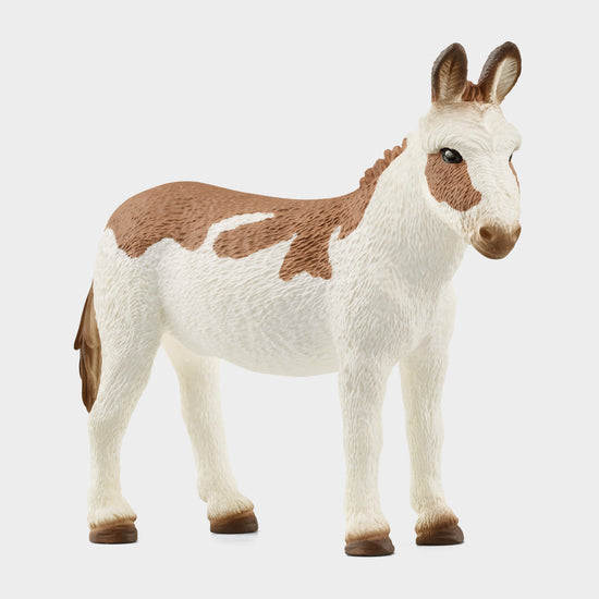 American Spotted Donkey