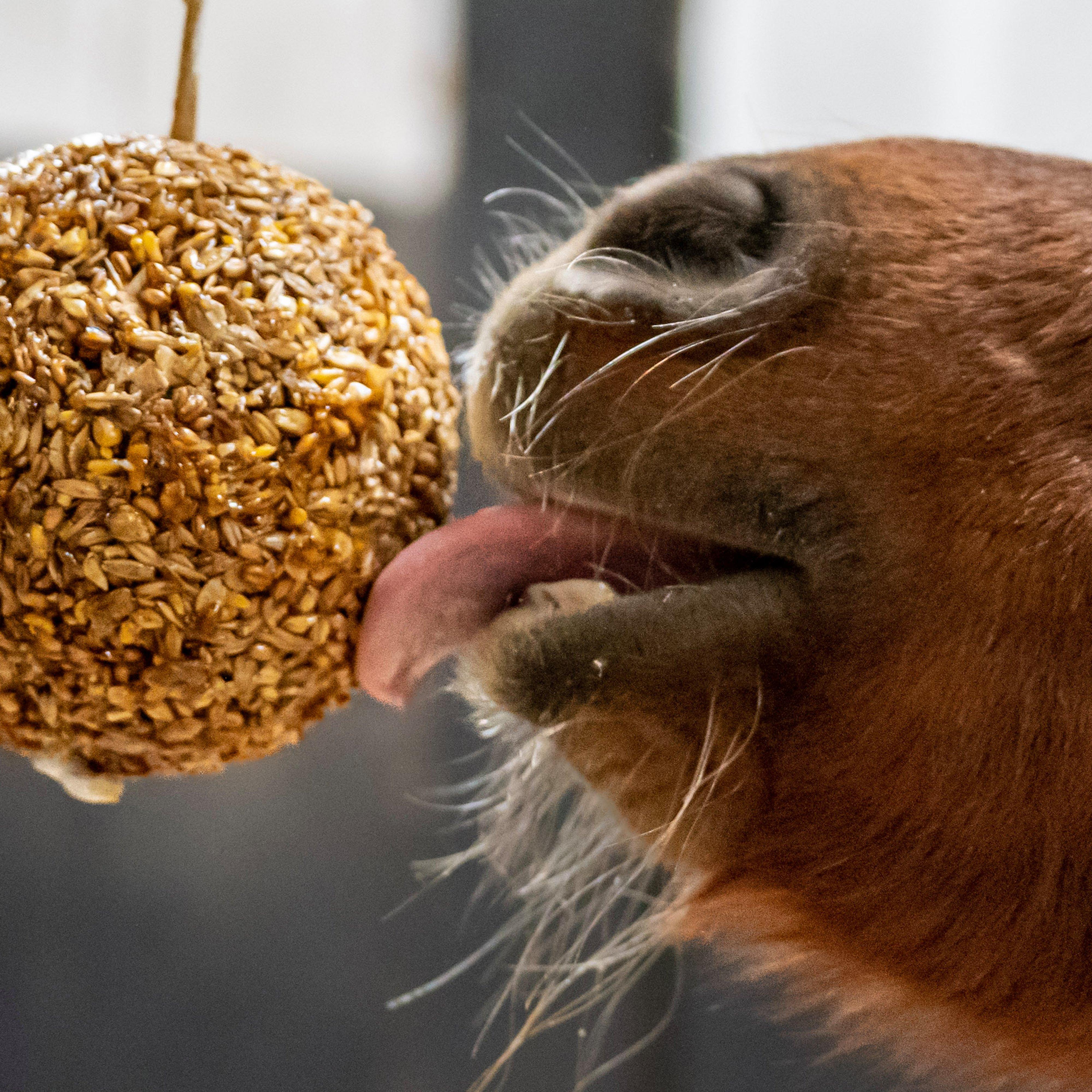 Granola Stall-Ball Apple 1.6KG