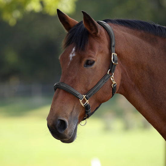 Rapida Comfort Leather Headcollar