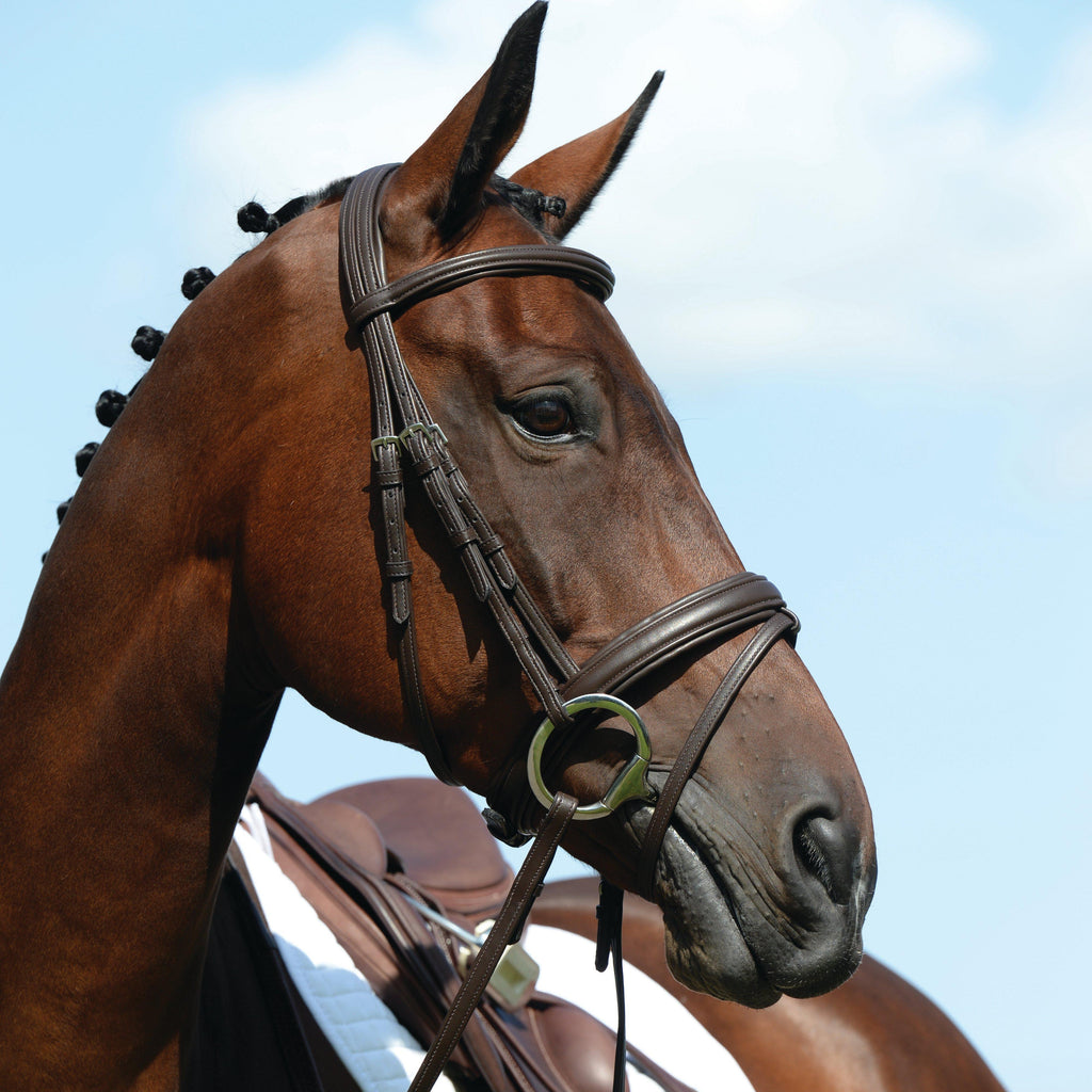 Syntovia+ Padded Raised Flash Bridle Black