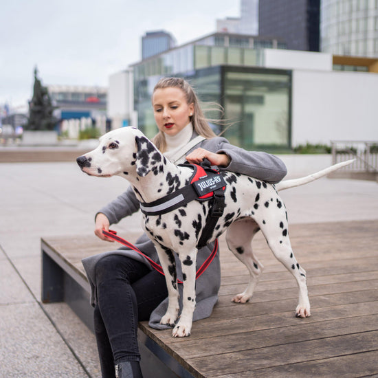 Original K9 Powerharness Size 0