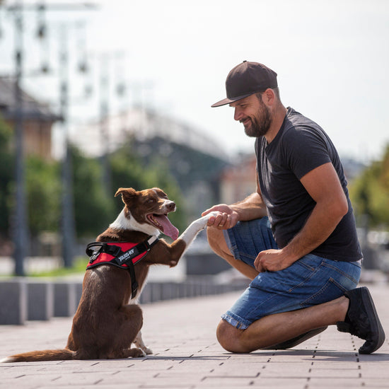 Original K9 Powerharness Size 1