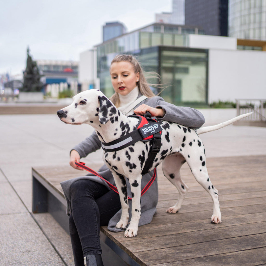 Original K9 Powerharness Size 2