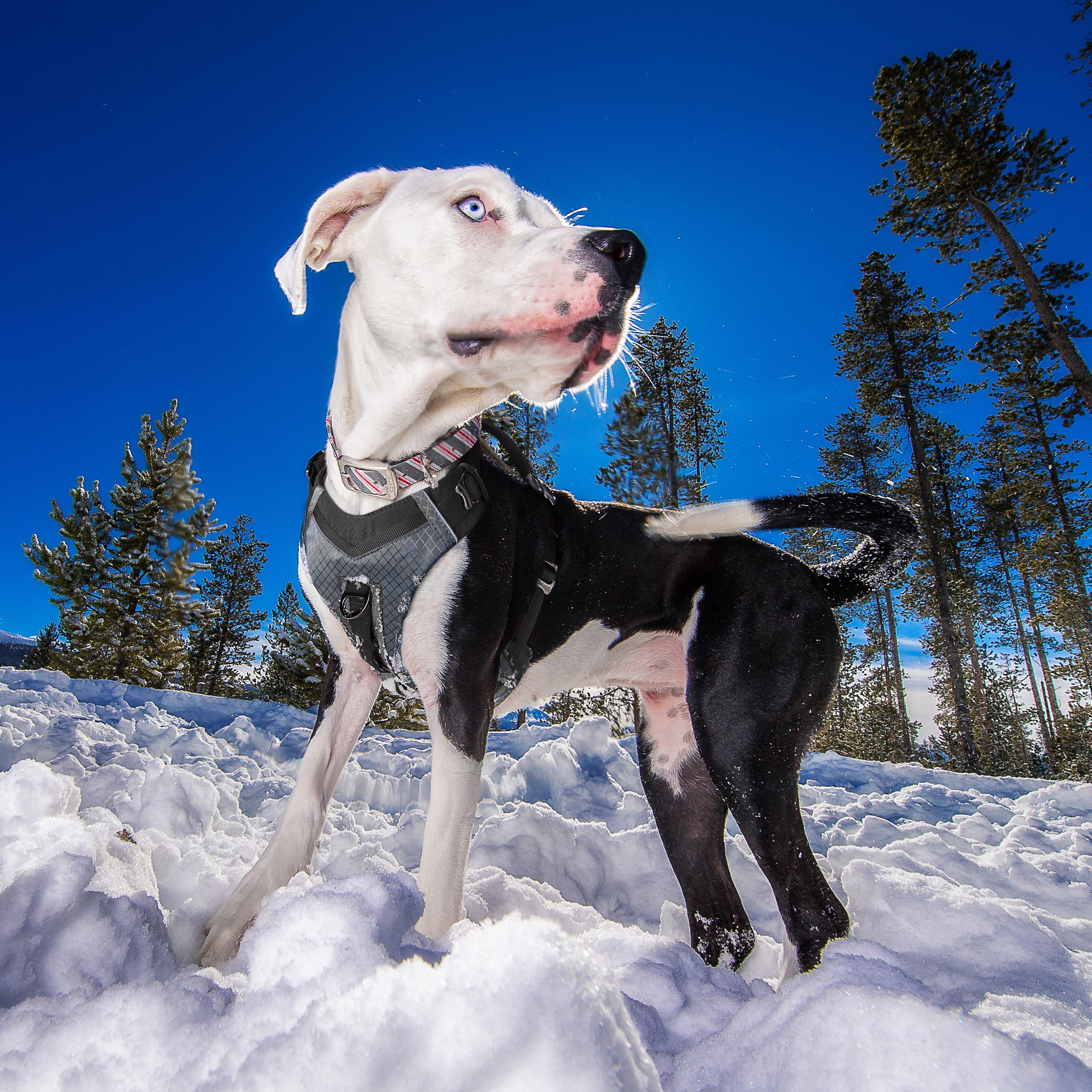 Journey Air Dog Harness