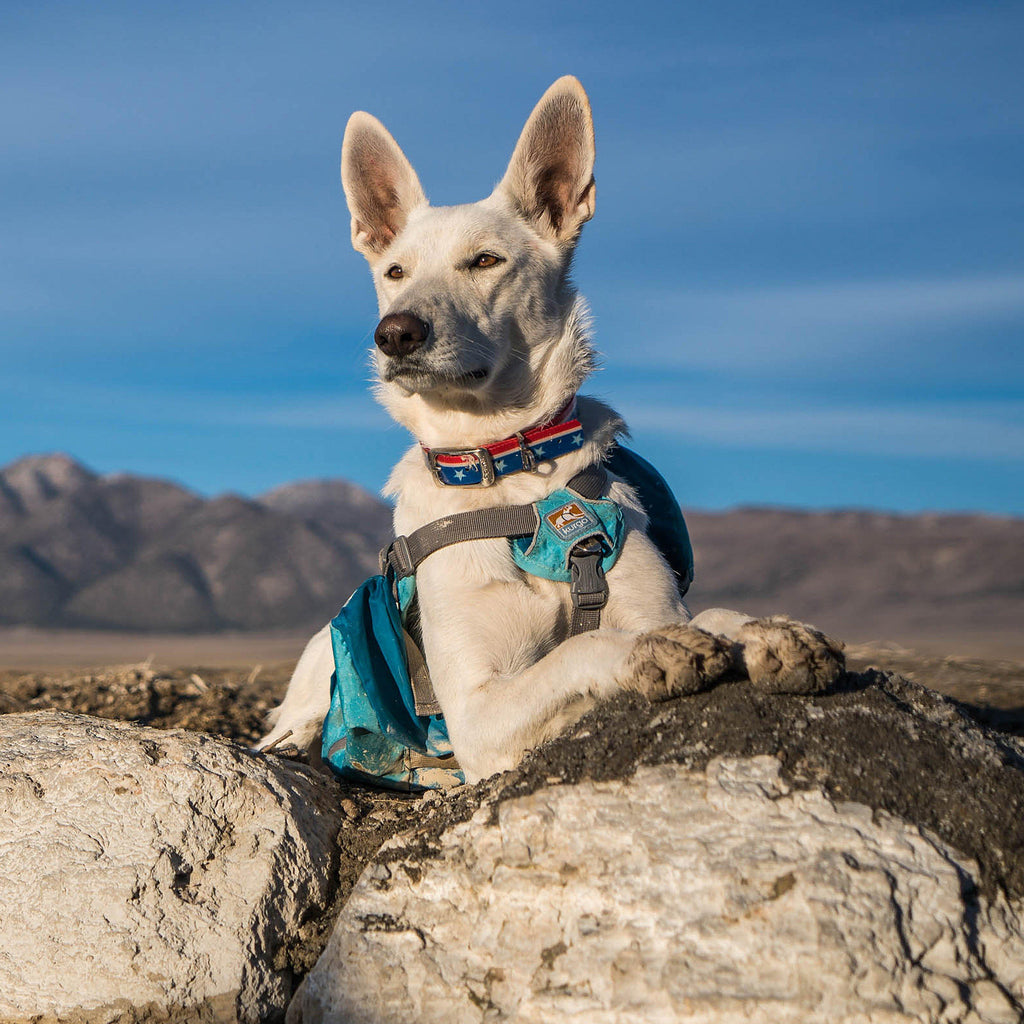 Baxter Dog Backpack
