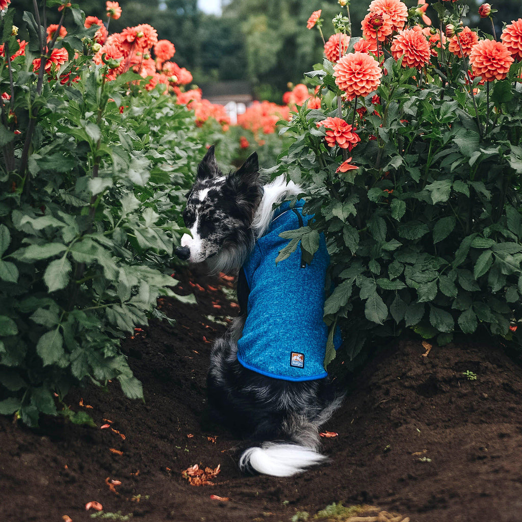 Core Dog Sweater