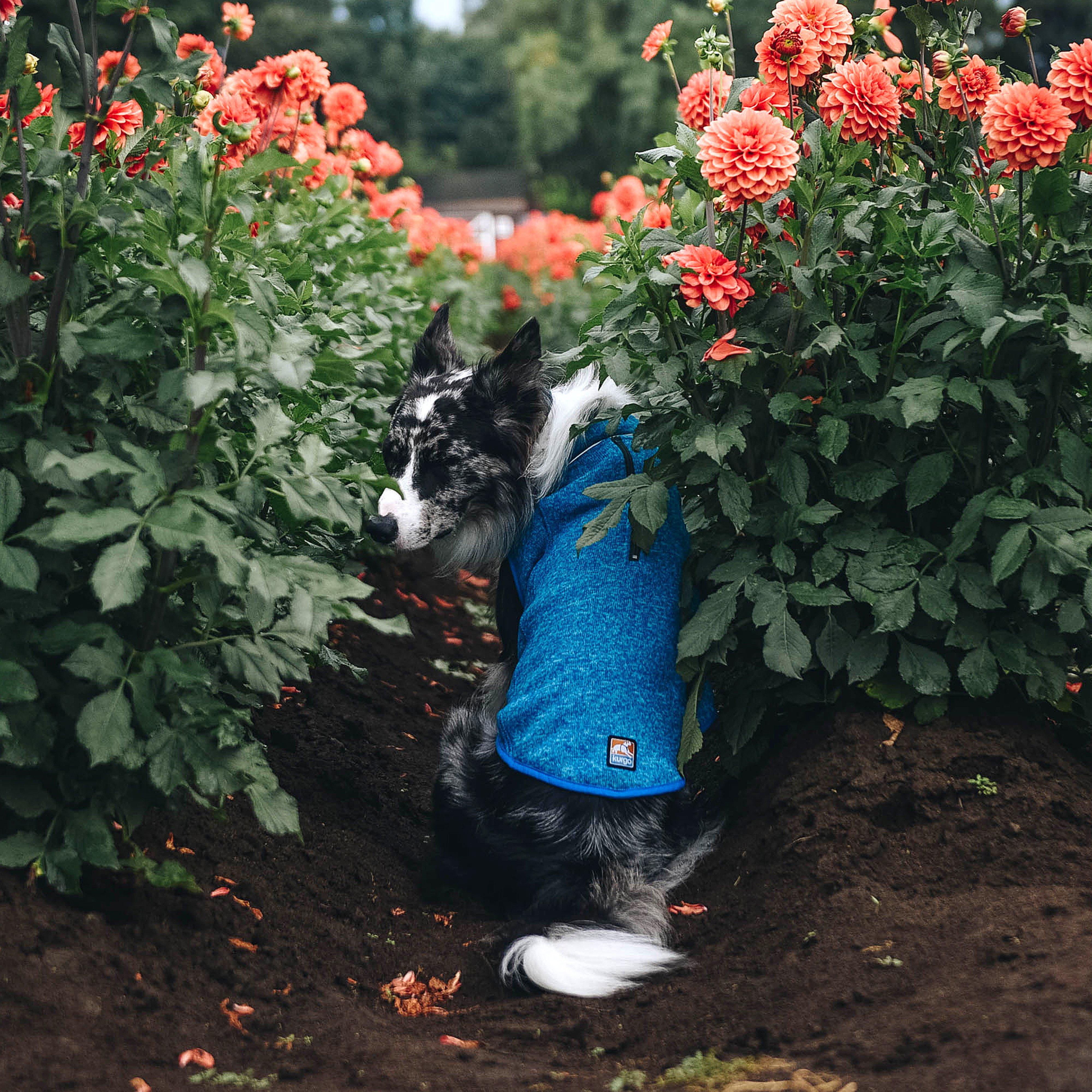 Core Dog Sweater