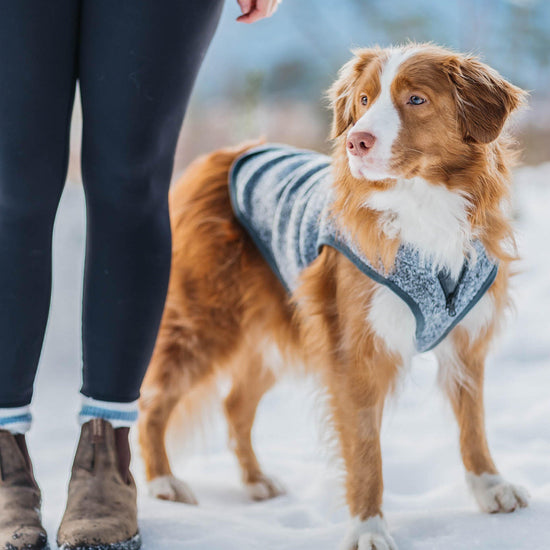Core Dog Sweater