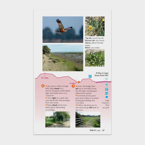 Short Walks Made Easy – New Forest