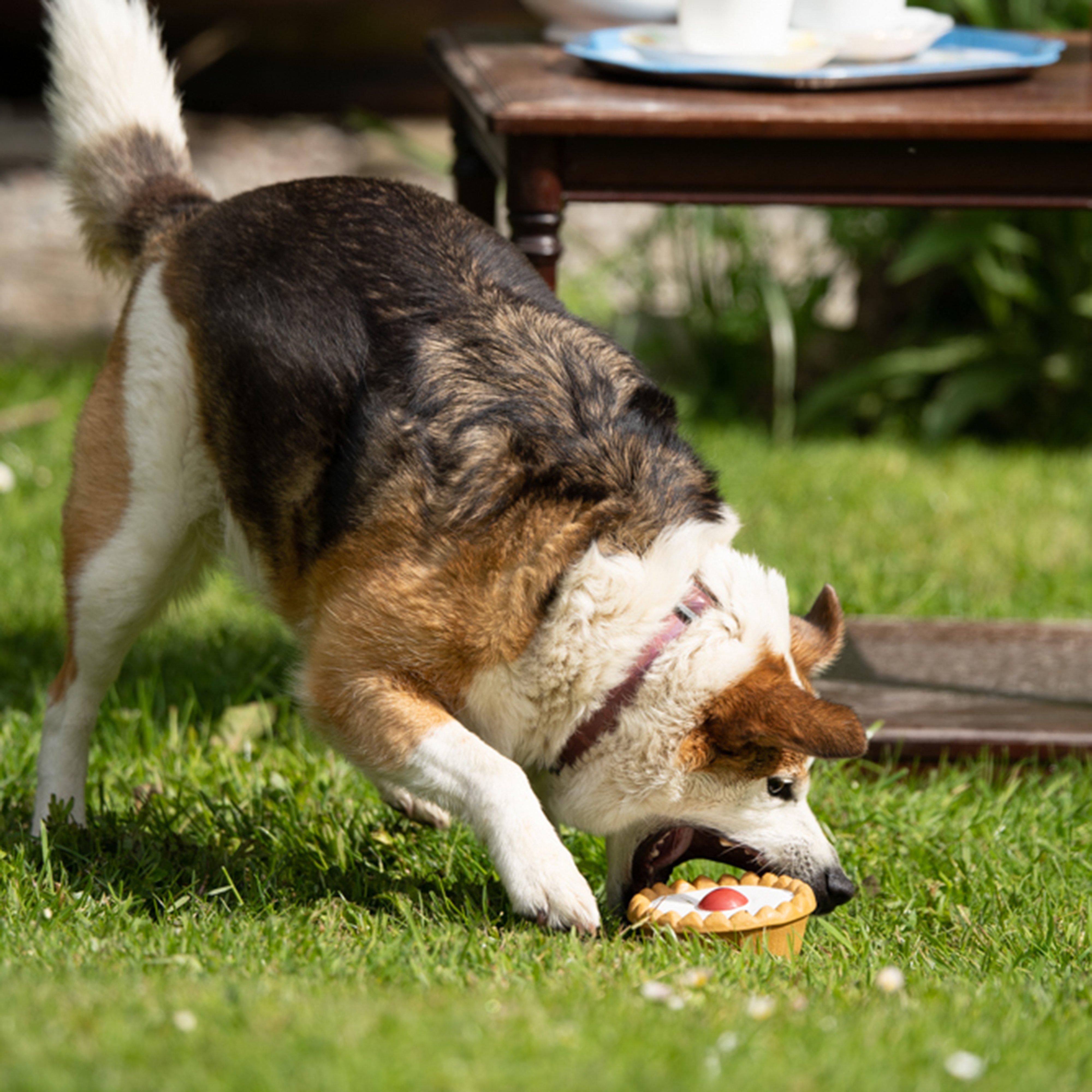 Cherry Bakewell Latex Toy