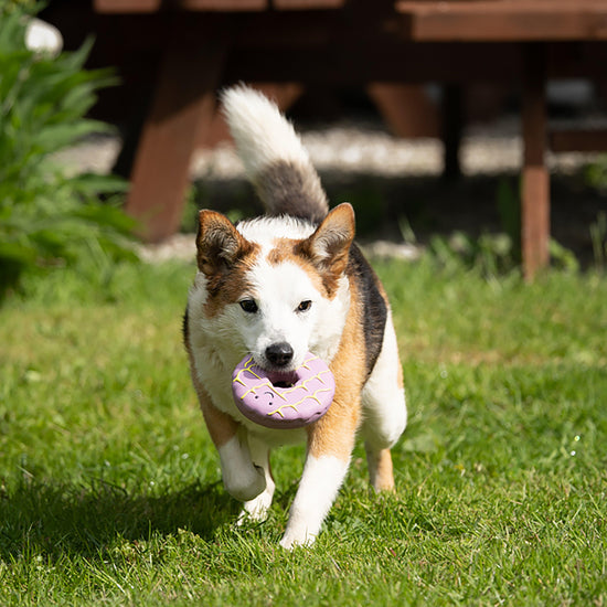 Iced Ring Biscuit Latex Dog Toy