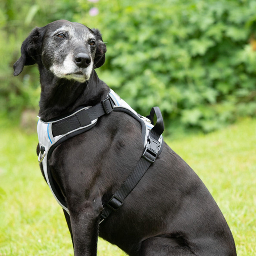 Pet Face Outdoor Paws Adventure Harness Sling Large