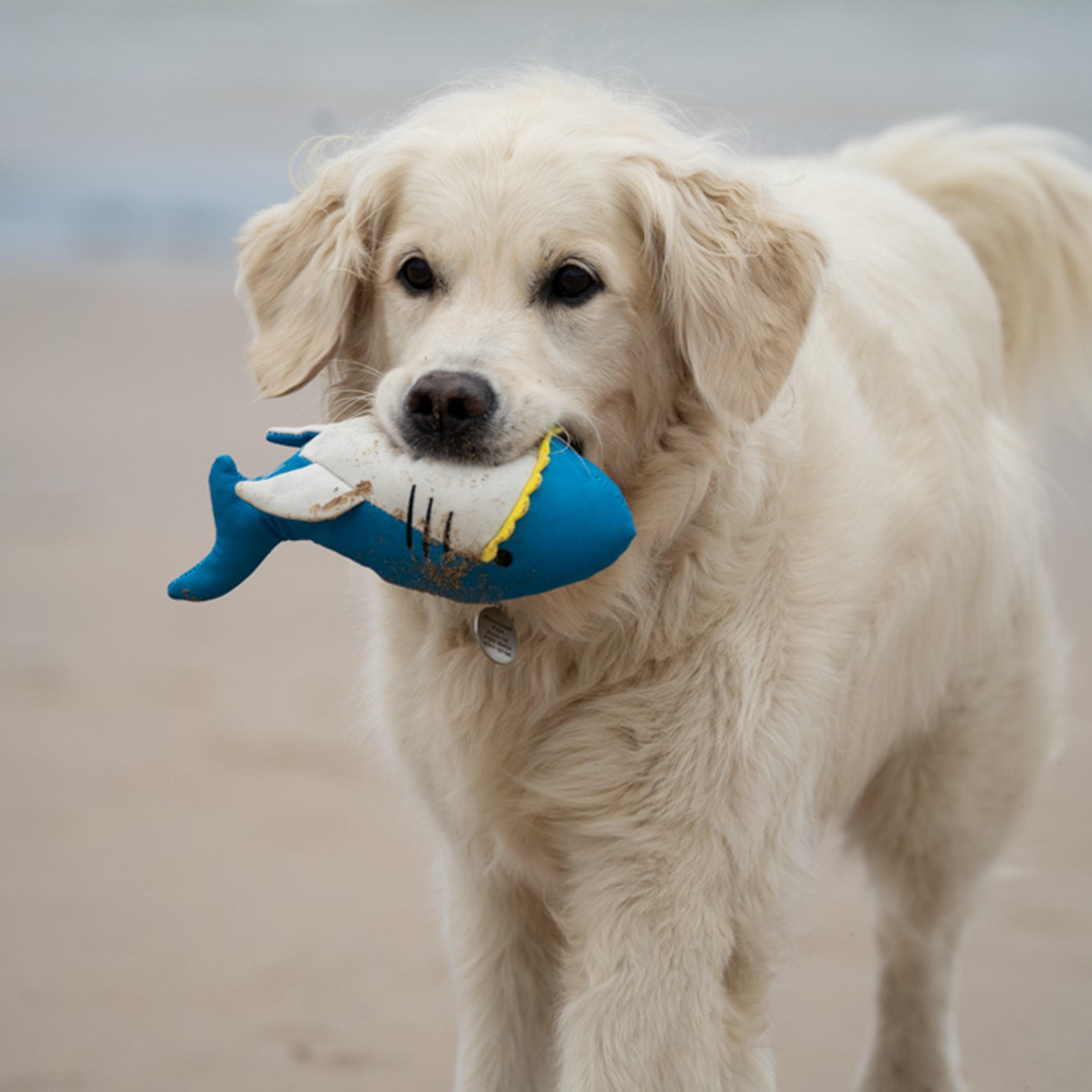Planet Ocean Cycle Salina Shark Plush Dog Toy