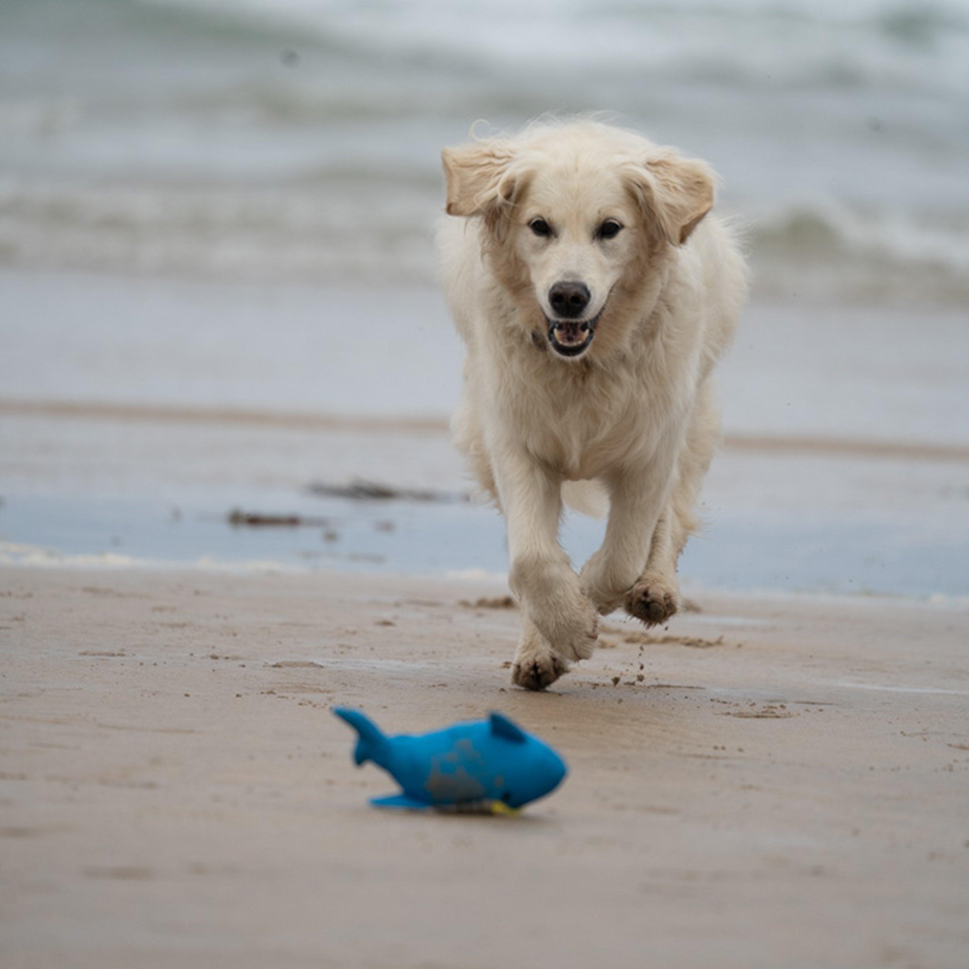 Planet Ocean Cycle Salina Shark Plush Dog Toy