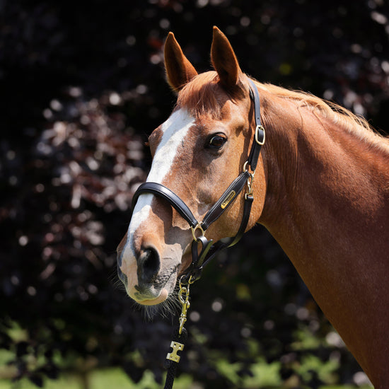 Gara Leather Headcollar