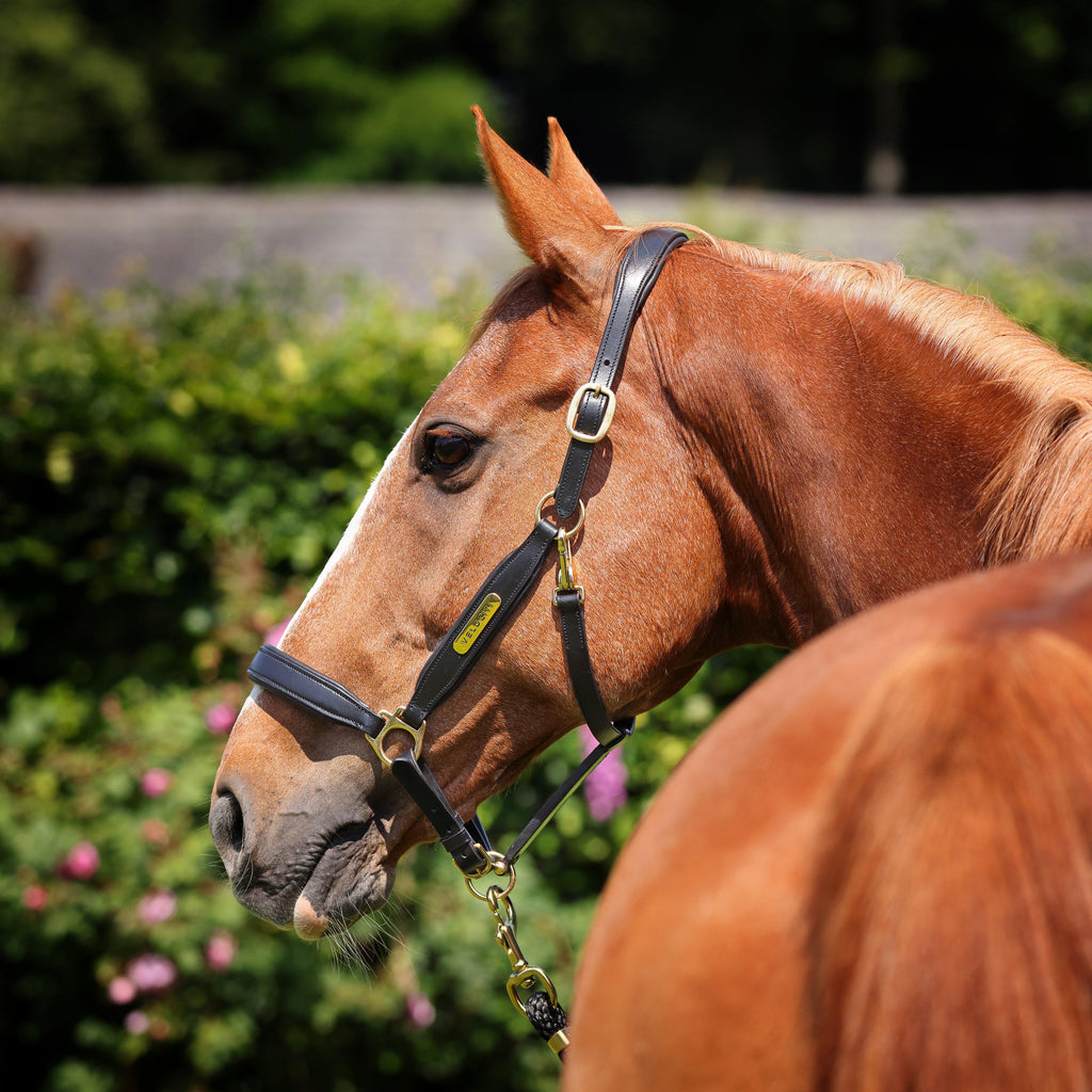 Gara Leather Headcollar