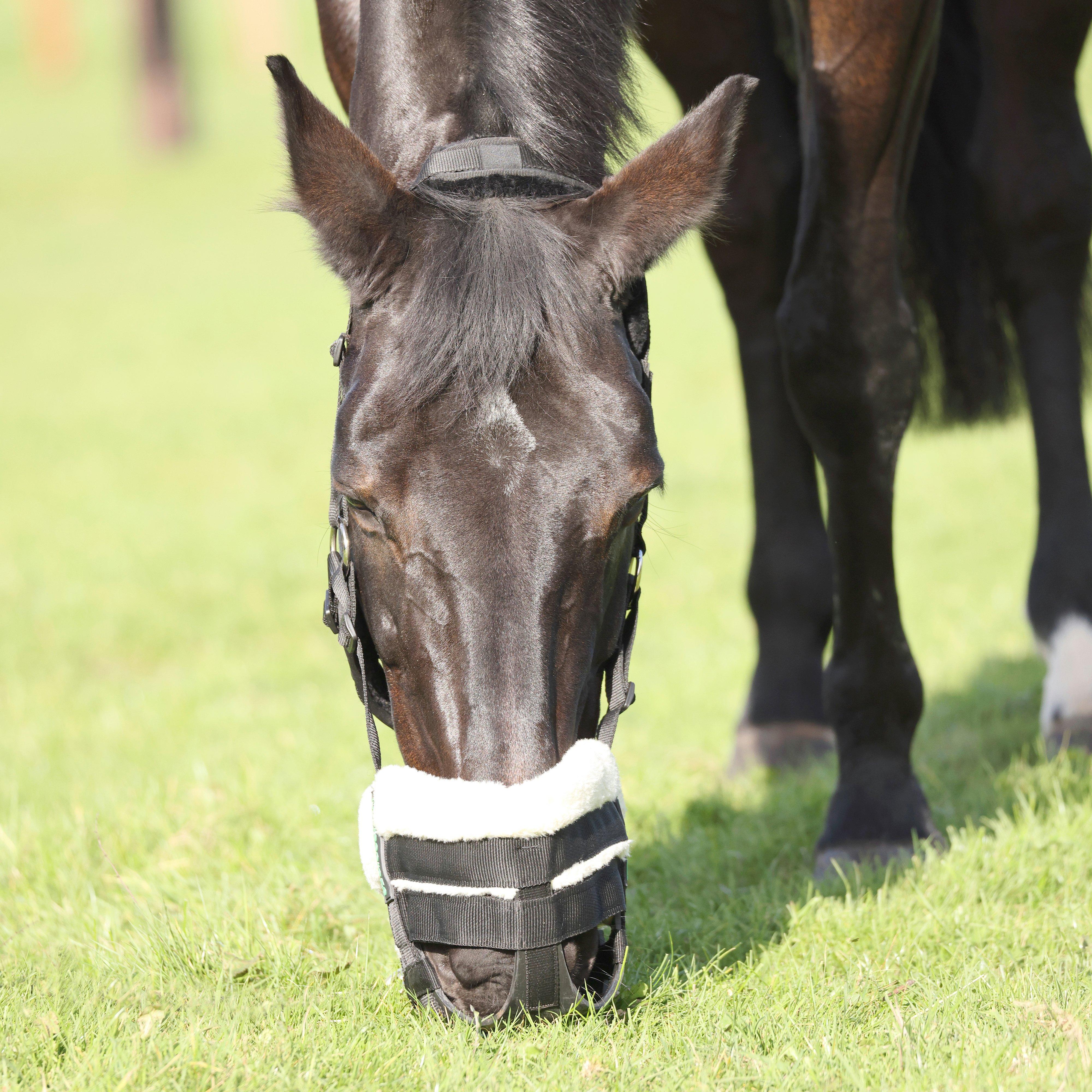 Deluxe Comfort Grazing Muzzle