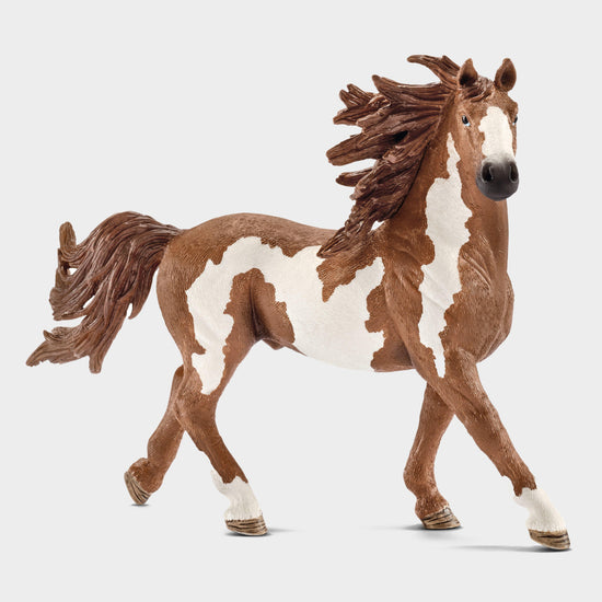 Pinto Stallion