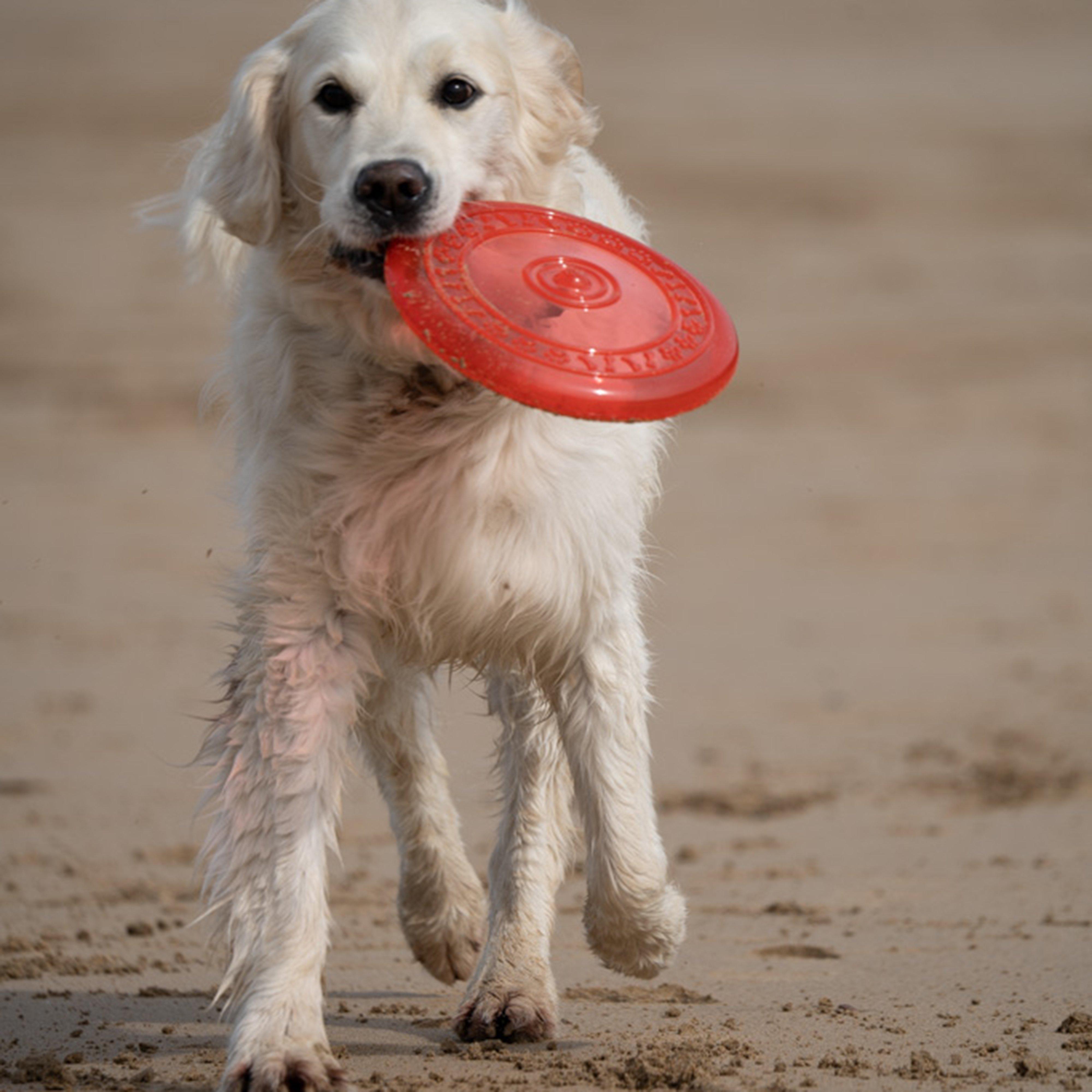 TPR Frisbee Dog Toy