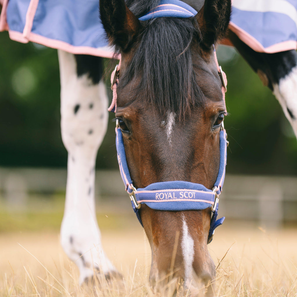 Padded Headcollar