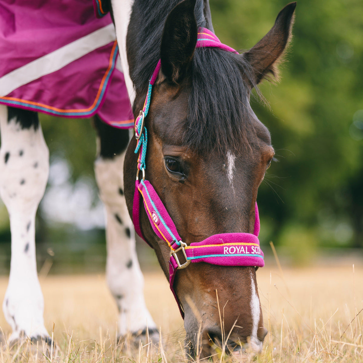 Padded Headcollar