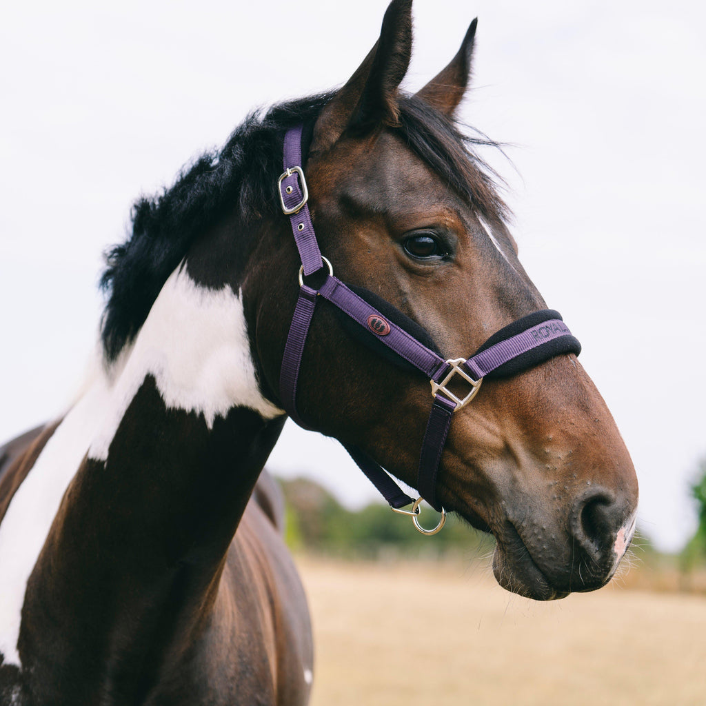 Fleece Padded Headcollar