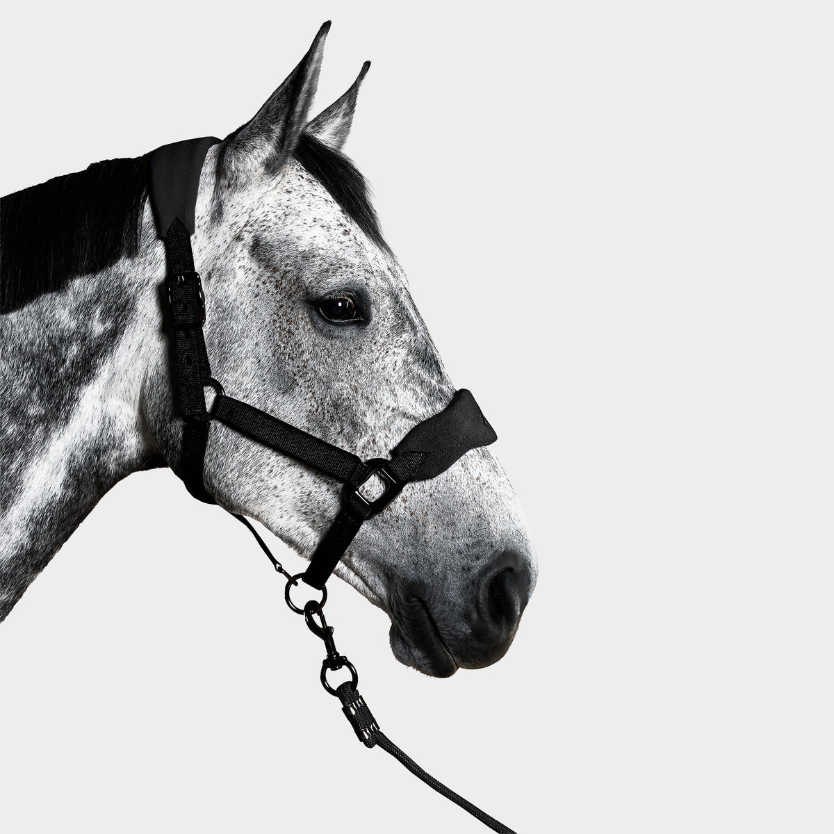 Head Collar