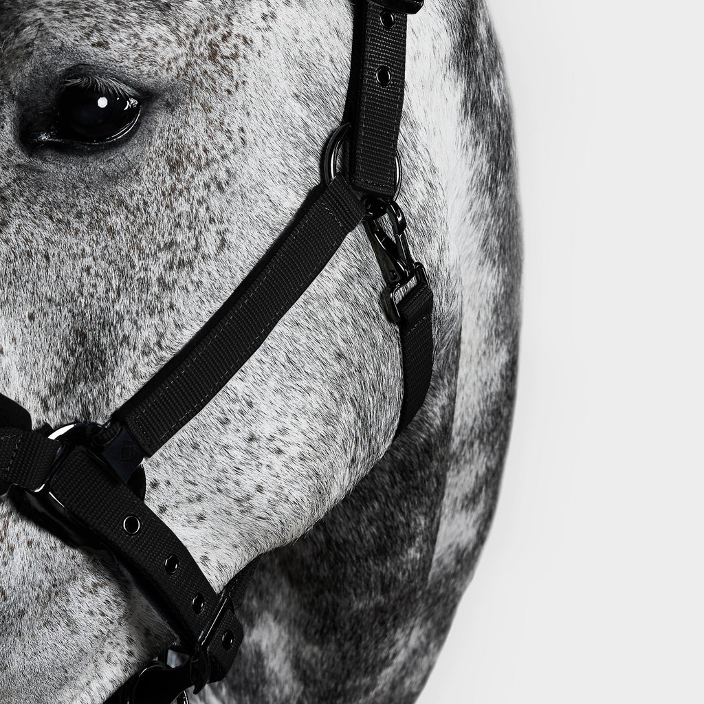 Head Collar