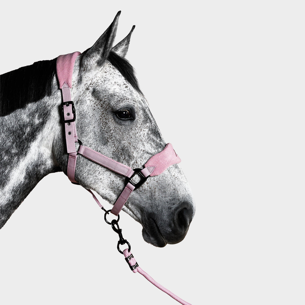 Head Collar