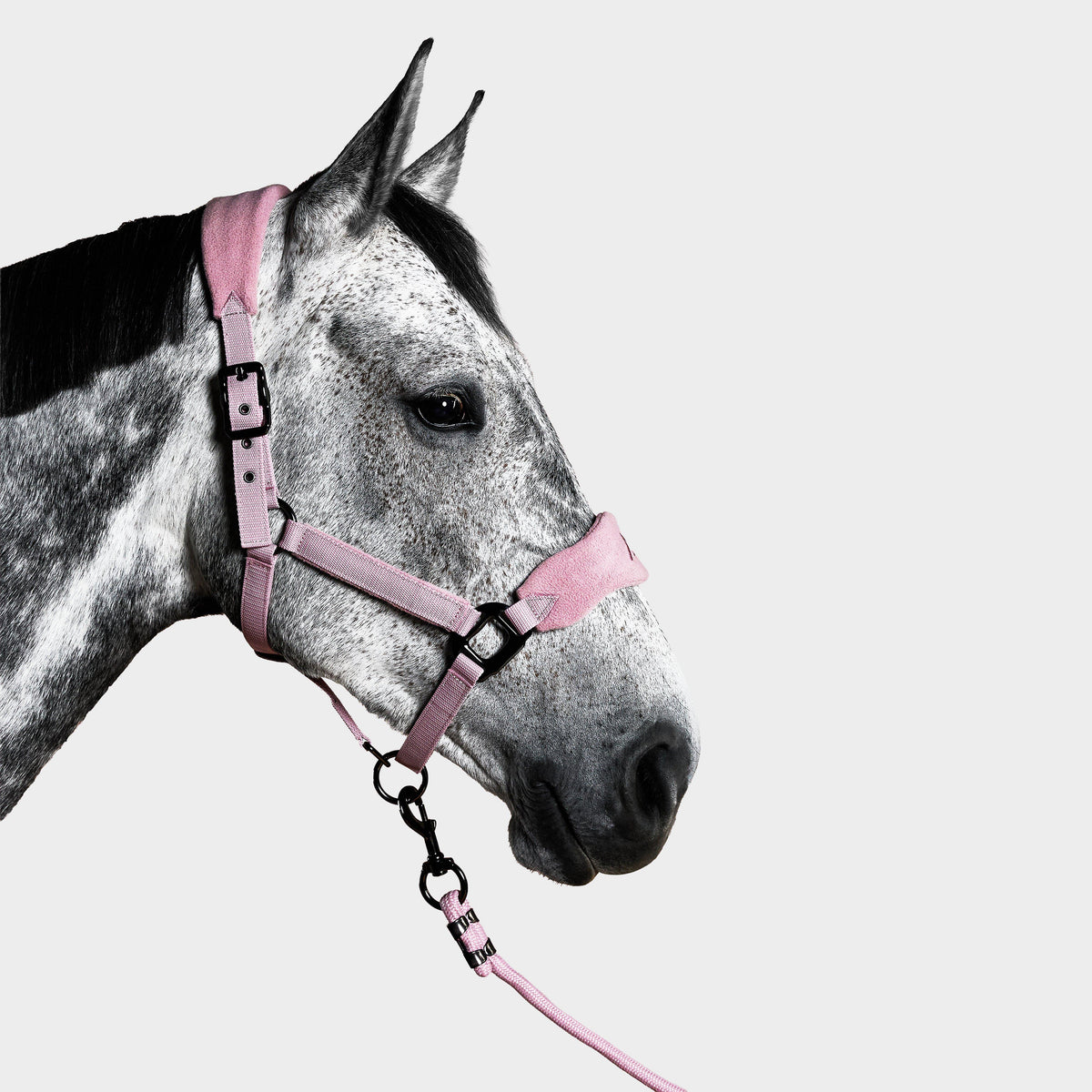 Head Collar