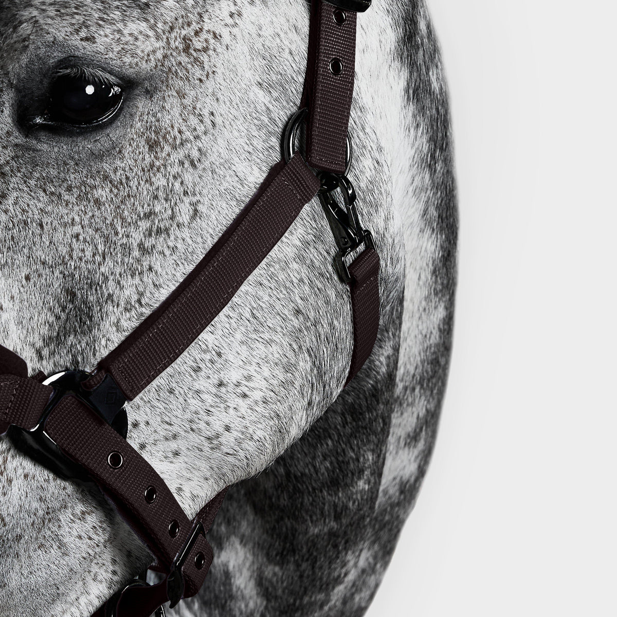 Head Collar