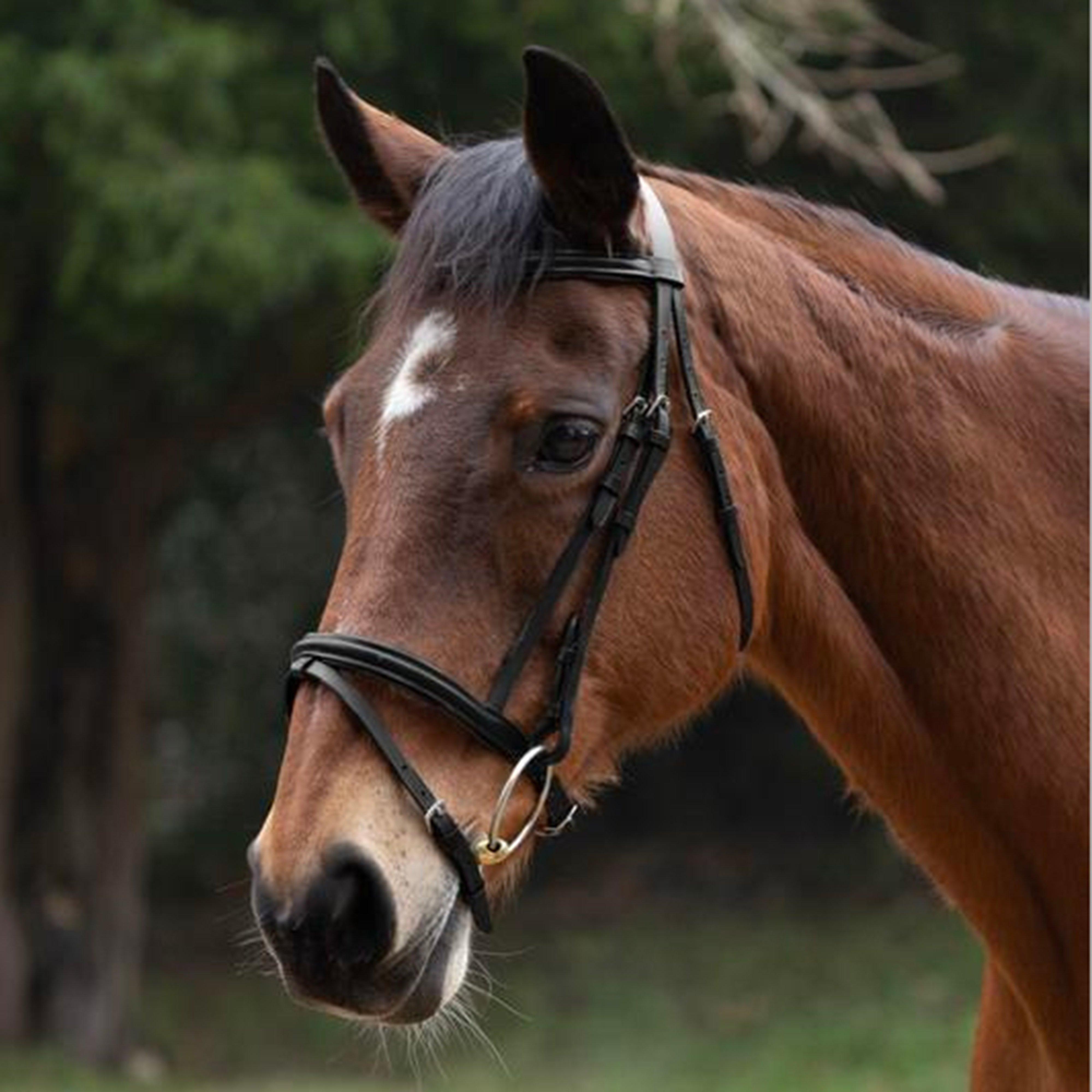 Padded Flash Bridle with Rubber Grip Reins