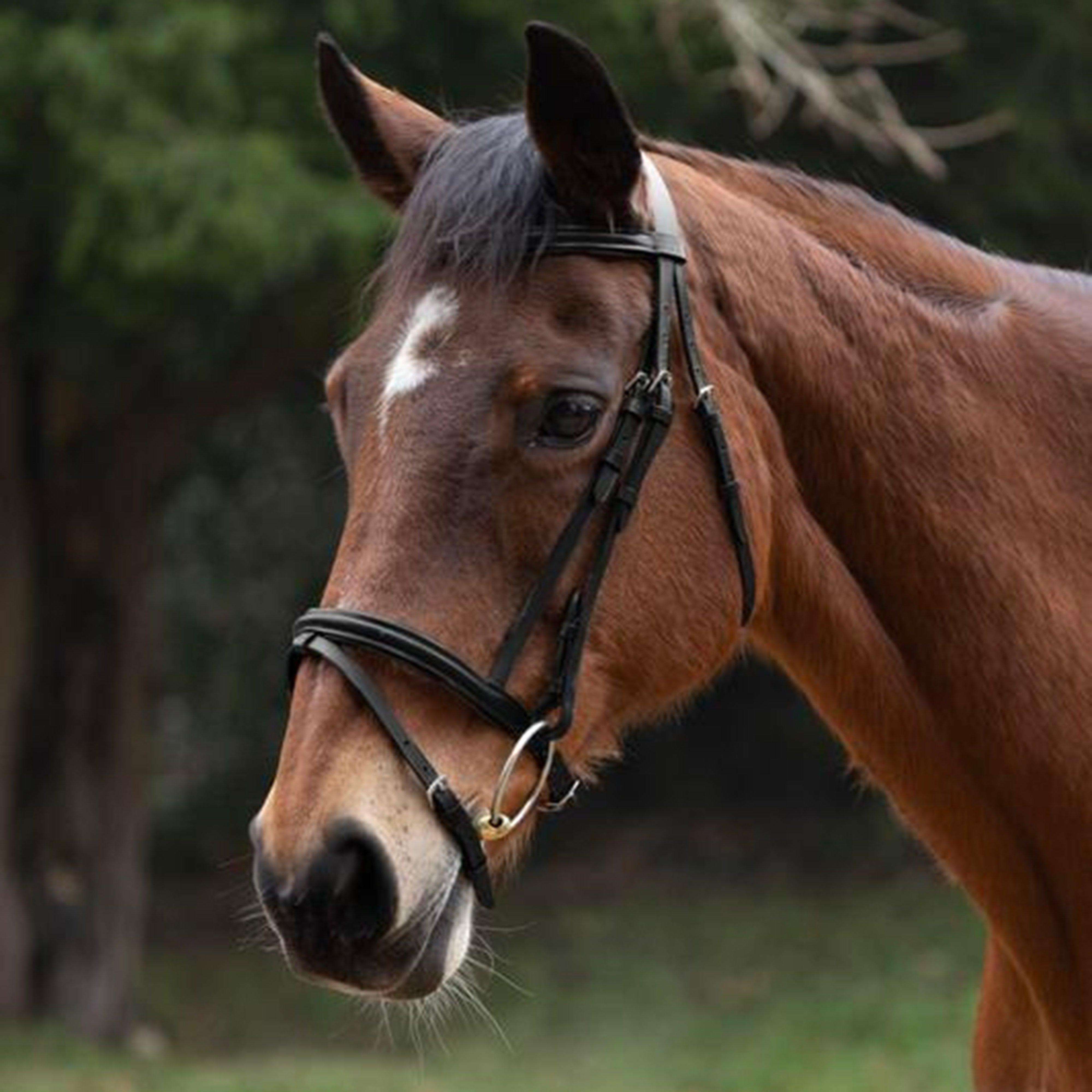 Equestrian Padded Flash Bridle with Rubber Grip Reins